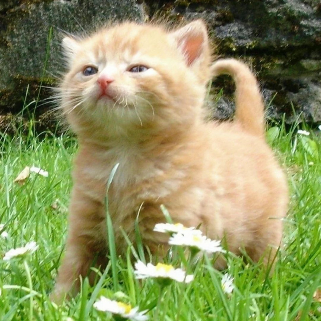 小猫背景图ฅ🐾 ​​​