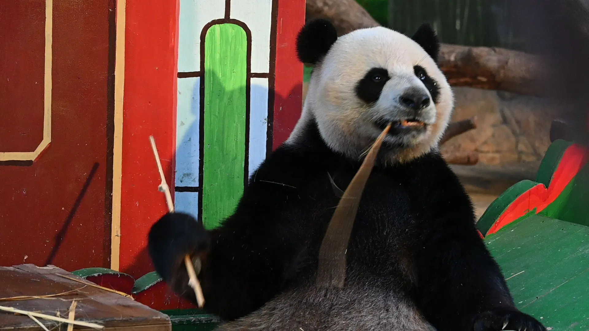 🐼。（其实这两年，广州能看到的熊猫都拍了很多很多，很少发不代表不喜欢。）
