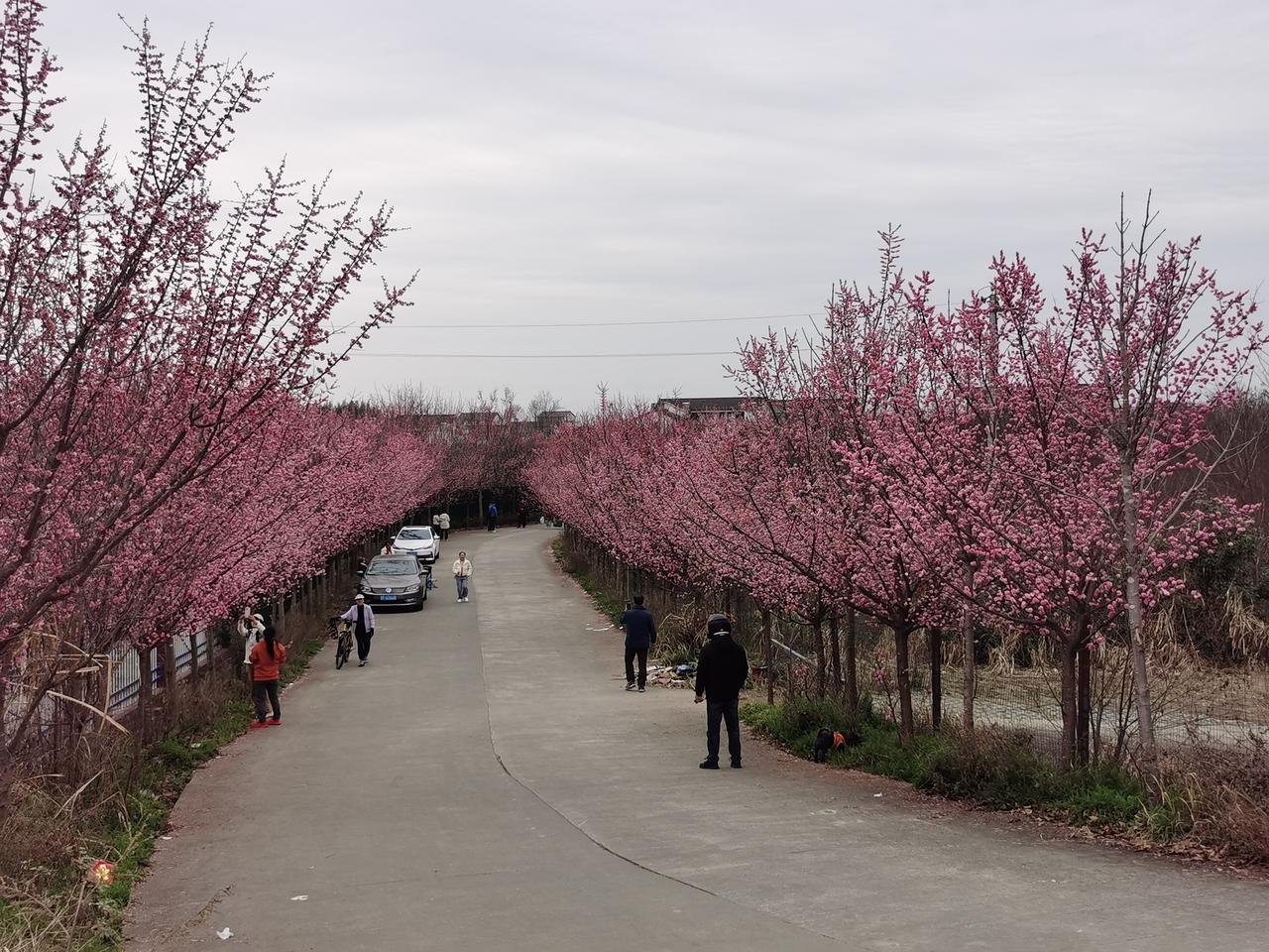 南郑汉江河边、濂水河边盛开的梅花。
