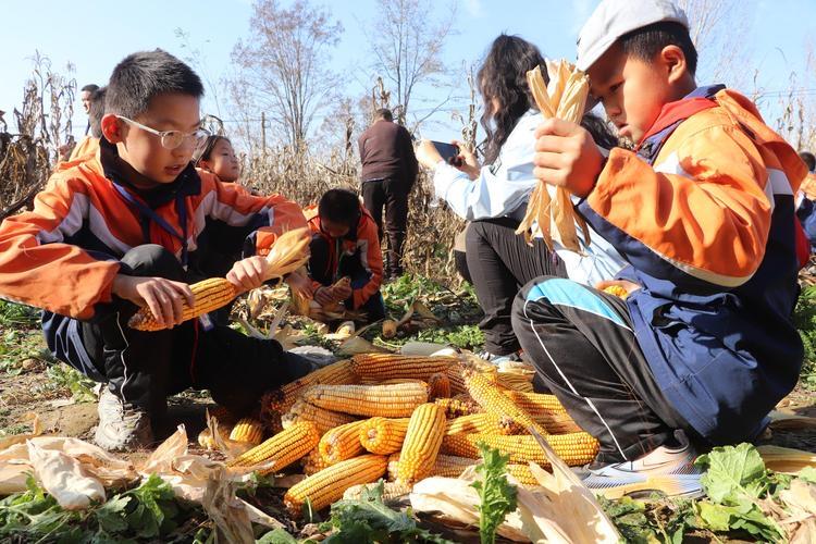 这个山东大学生火了！山东，男孩国庆8天假，掰了7天半玉米，剩半天坐车返校！他说：