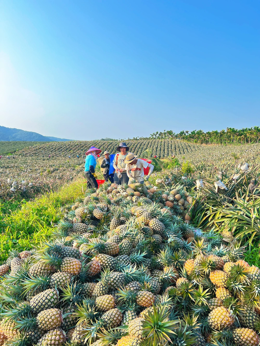 亏米！20多给你发两大个金钻凤梨，买贵包退。
