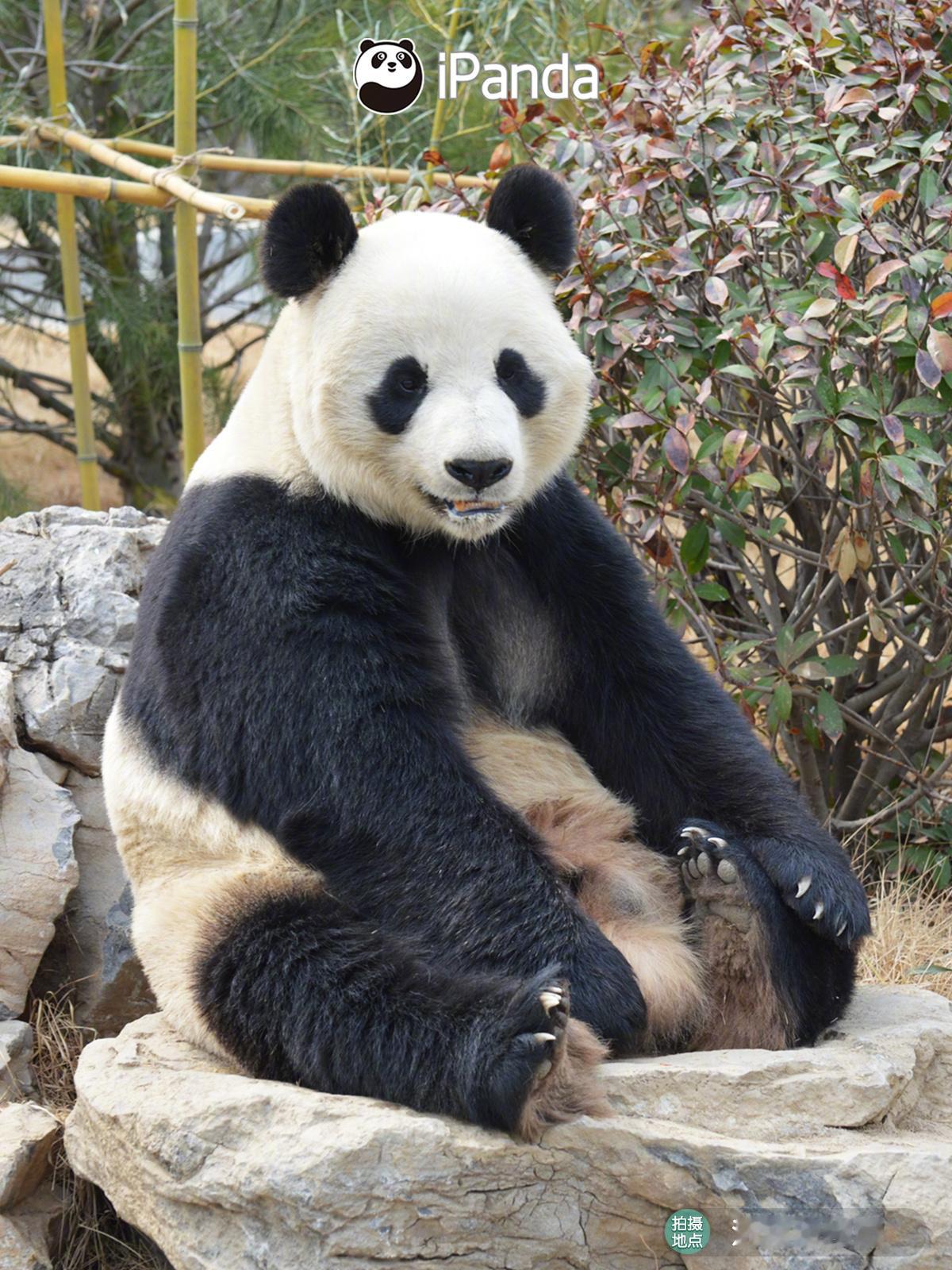 (๑´ڡ`๑) 熊猫小时候是小可爱，长大以后就是大可爱[彩虹屁] 没人有意见吧？