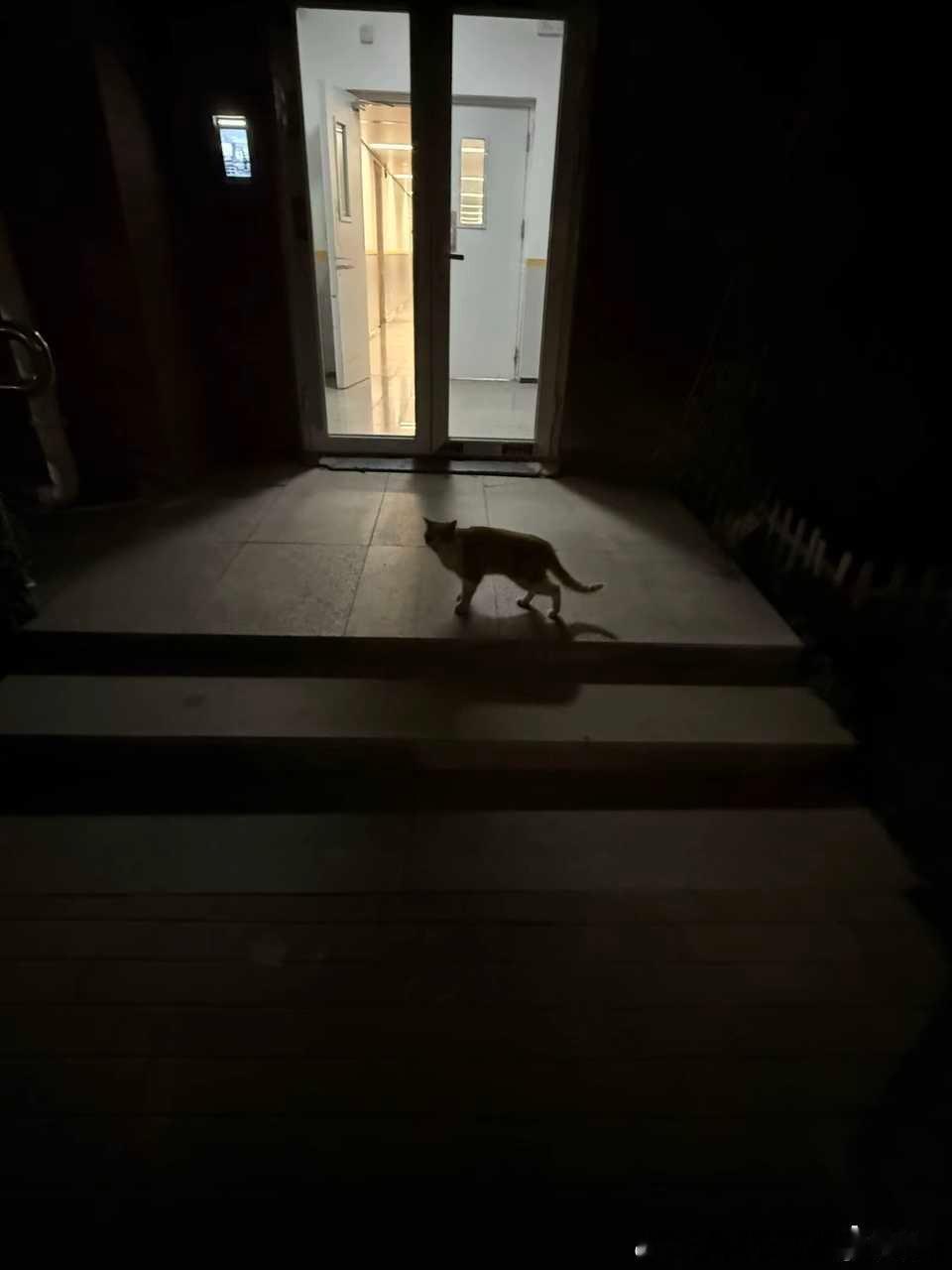 【丑猫】不知道这个能不能投，之前高中的小猫被学校楠宿管打断双腿扔到垃圾桶里致死了