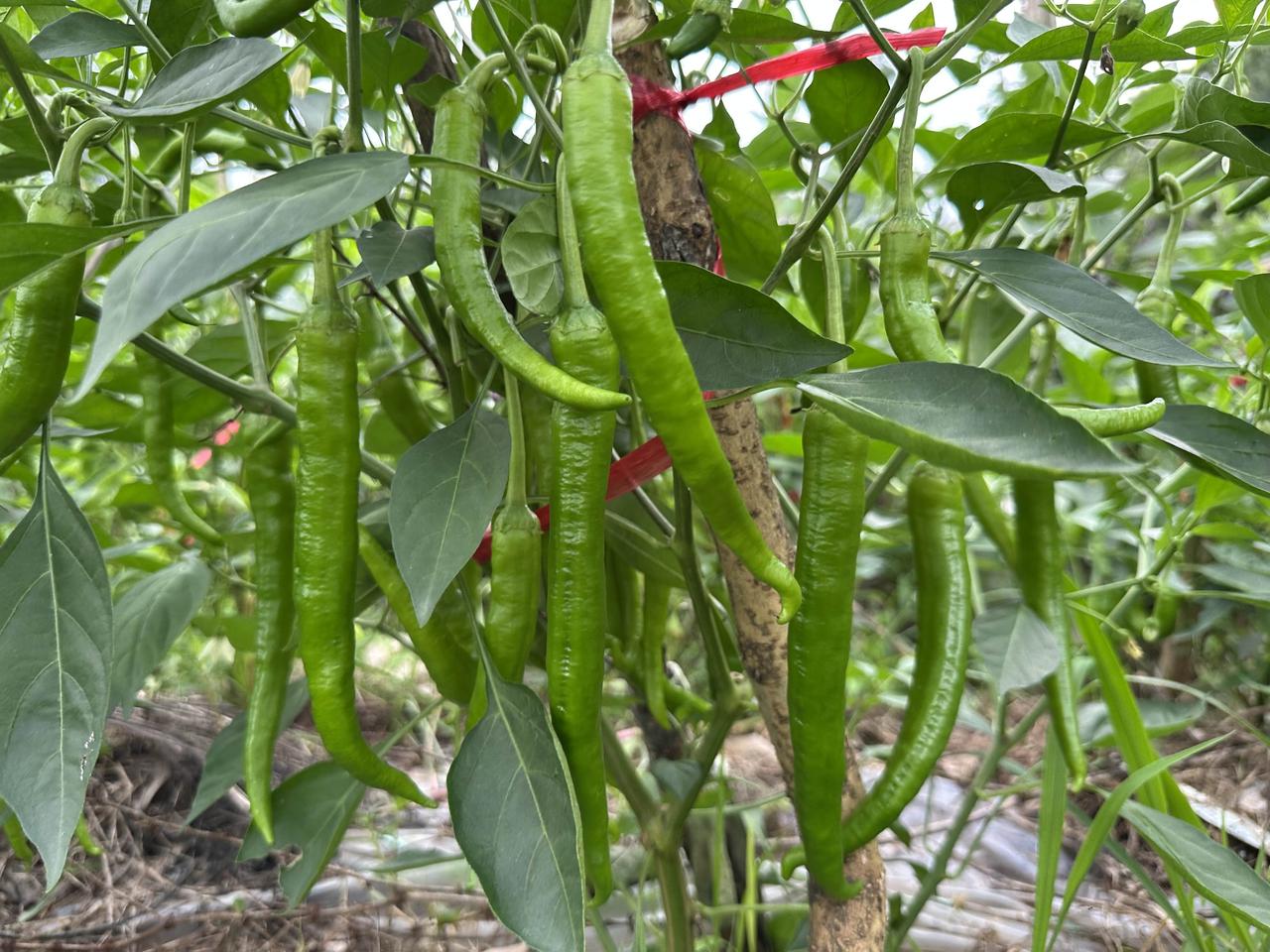 大家都说：今年的菜价真便宜呀！
像这种农户露天种植的本土辣椒，零售价格，2元钱一