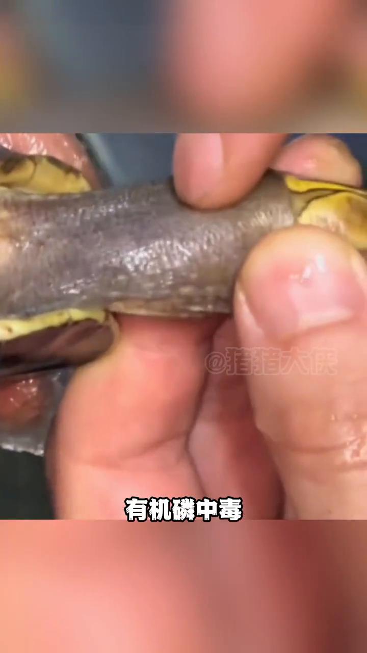 原来小动物也会得千奇百怪的毛病。
猪猪大侠。
刷到一博主的小乌龟是我机灵中毒，于