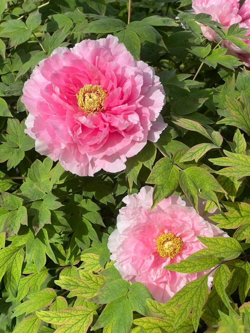 真不愧是洛阳牡丹，真的太美了！我也要去打卡拍照！外籍友人组团来洛阳赏花三人才能抱