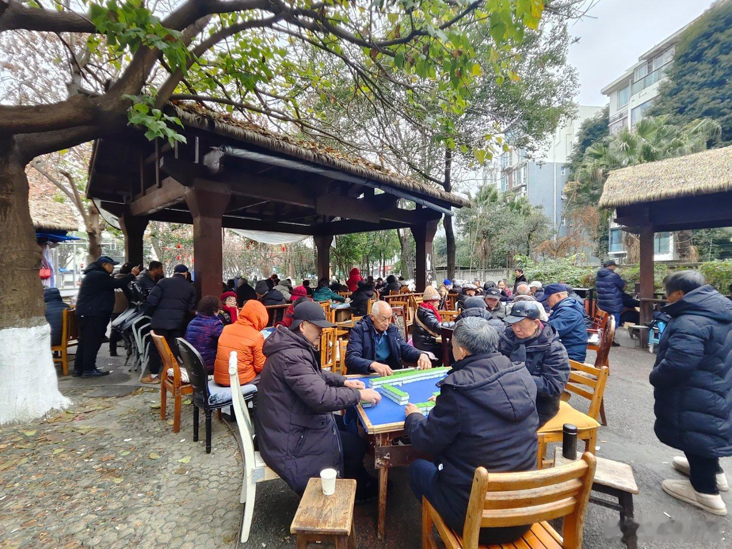 红梅是春节最般配的花，寒冷能点燃它的激情，也浇不灭四川人打麻将的激情！ 