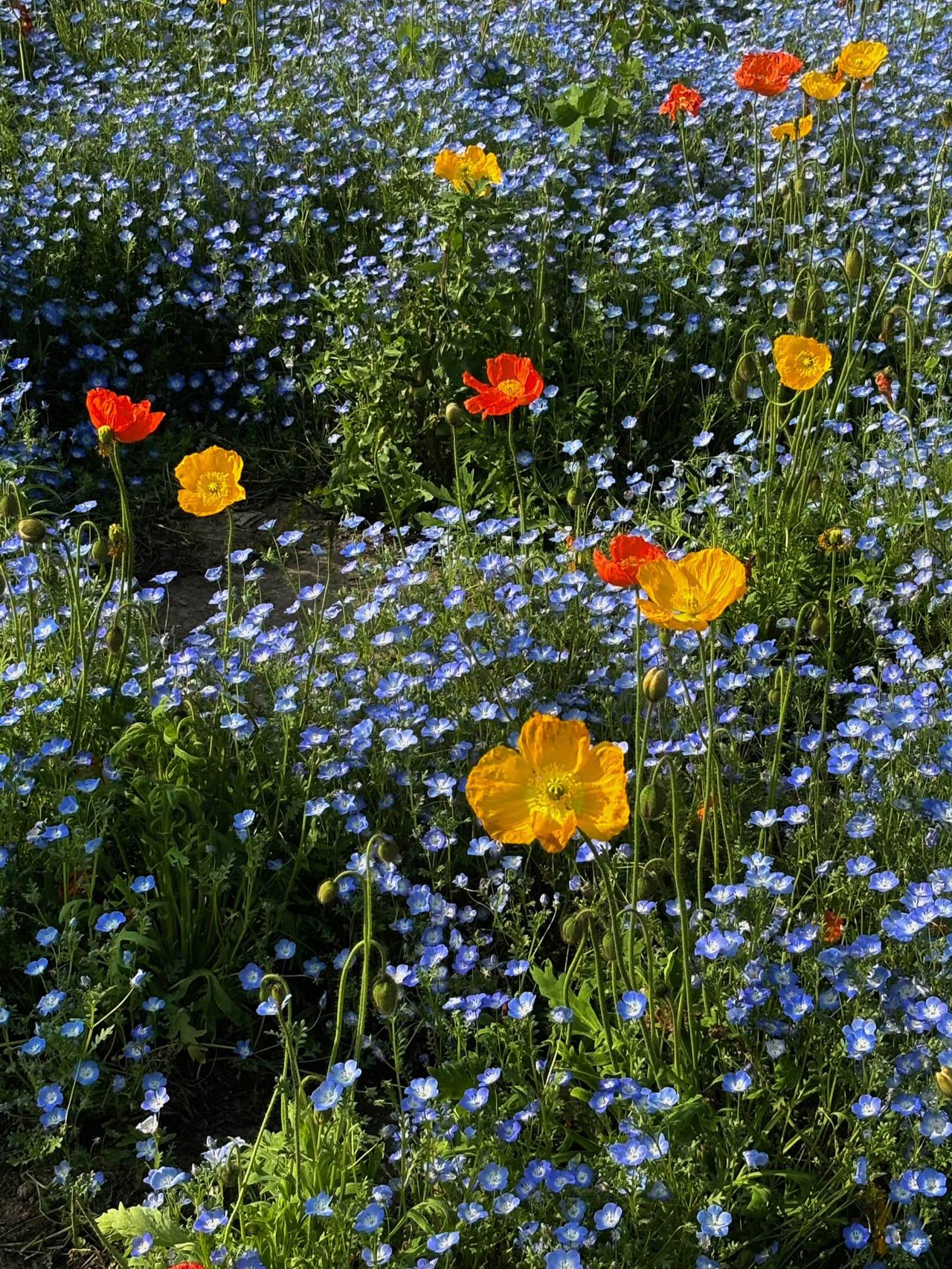 🌼蓝星坠入绿野，金盏托起阳光✨。每朵都是春天的私语，藏着风的形状💨。