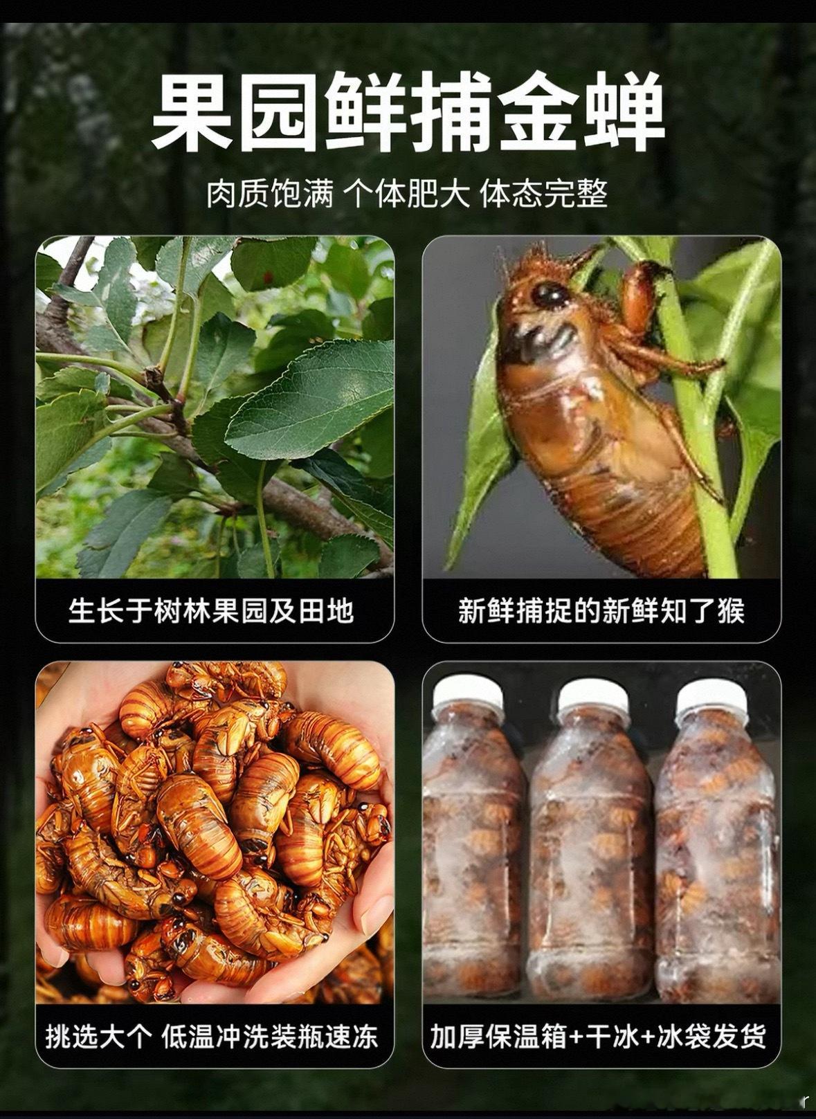 网红书记带货知了猴被指破坏生态     我看到过不少网上售卖知了猴的店铺，我自己