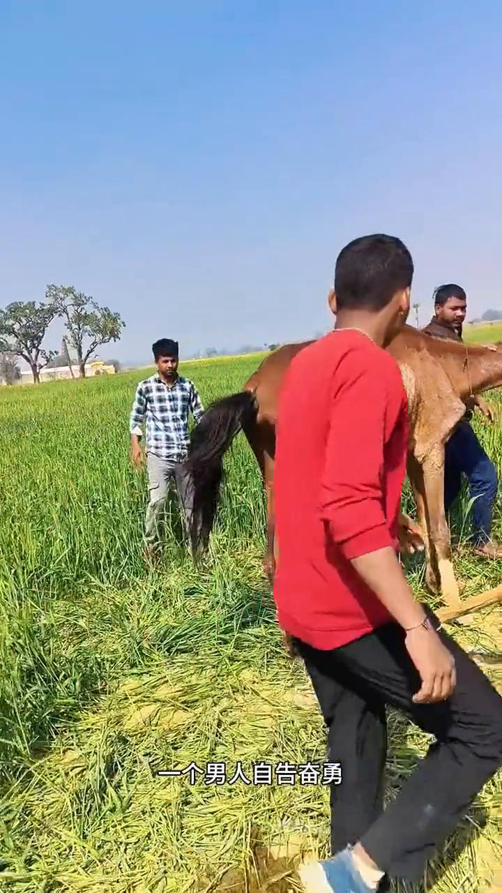好心人救助被遗弃的老马。
一匹可怜的老马不幸失去了劳动能力，狠心的主人竟然把它遗