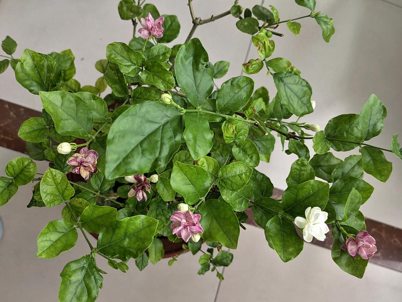 我的茉莉花变异了吗？
本来洁白无瑕的花朵，咋变成紫色的啦？
这是怎么回事？