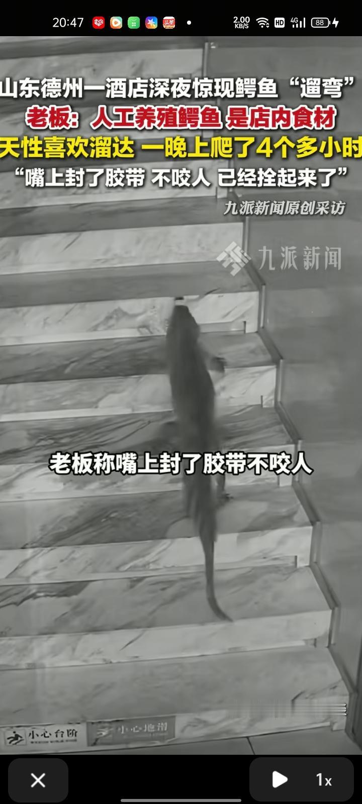 2月2日，德州市庆云县。酒店惊现鳄鱼“遛弯”，老板侯先生介绍称，鳄鱼是店里食材，