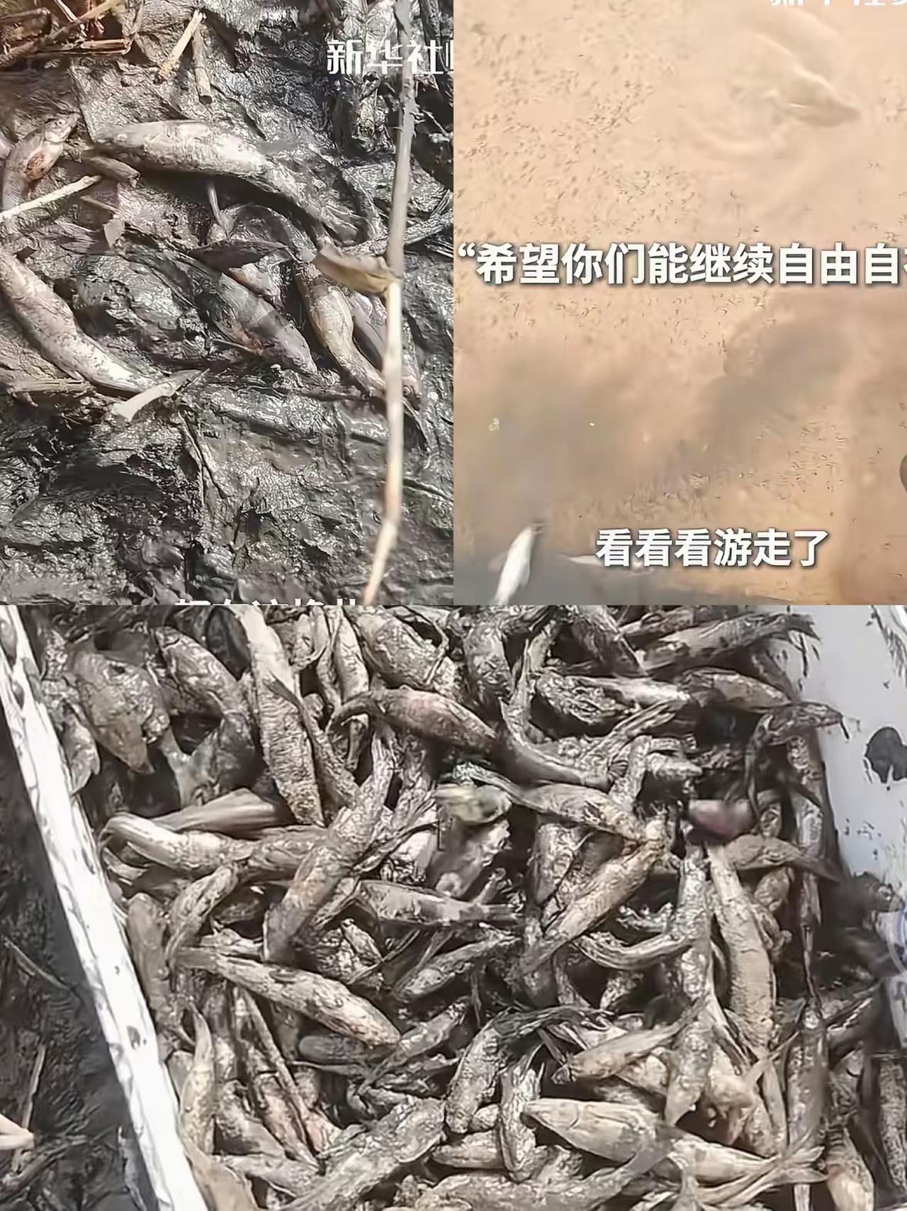 泪目了！新疆一女子去看胡杨林，结果路边发现一天几近干涸的水沟，里面好多在稀泥里挣