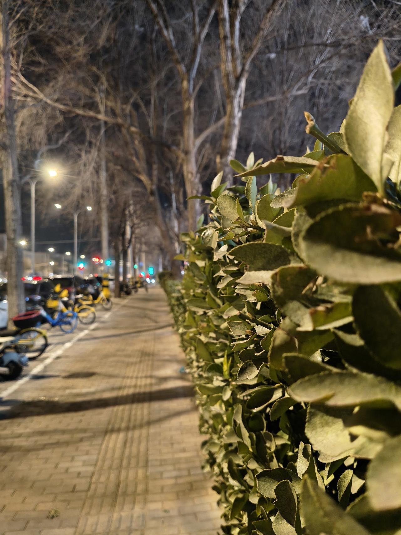 北京三年以来，冬天的北京很少见到绿色。尽管有同样的绿色一律包捆严实！
   这个