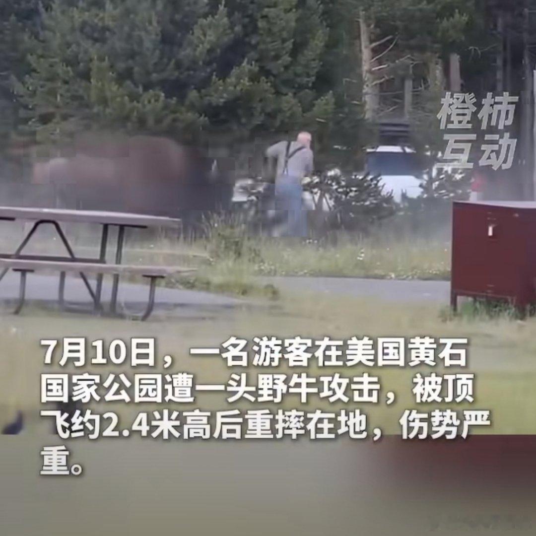 太吓人了，男人被牛顶起的时候感觉像世界的NPC一样……人还是要保持对动物的敬畏和