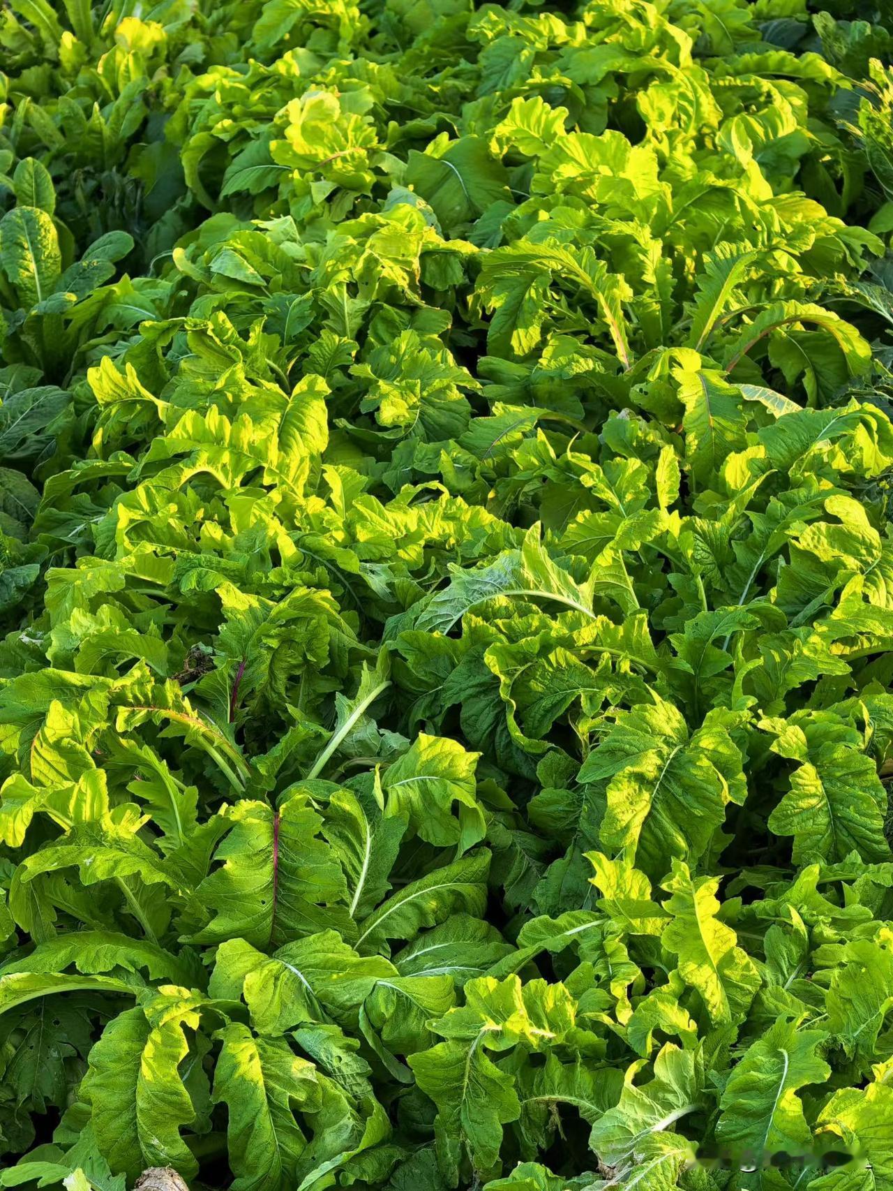 物价飞涨，工资不涨，我觉得最不该涨价的是：跟我们生活息息相关的衣食住行方面。