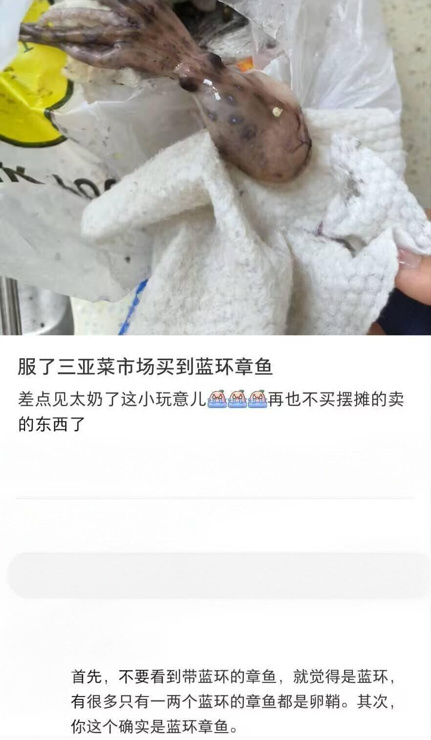 不懂就问，蓝环章鱼有啥特殊的吗