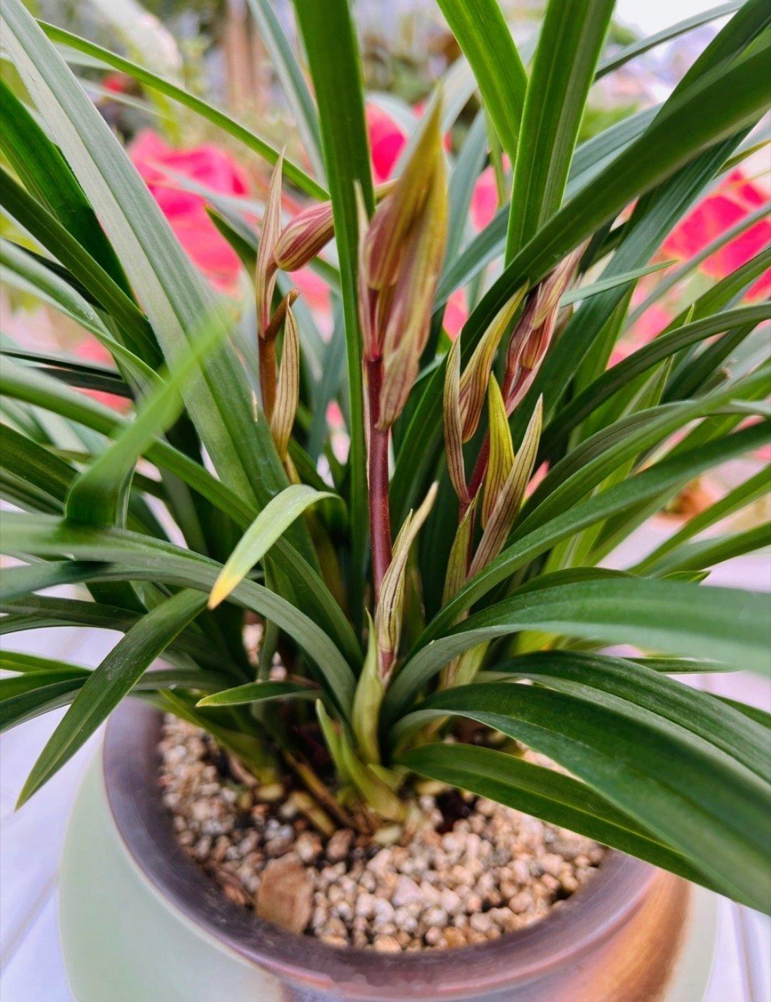 立春人生记录万物复苏，草木萌发，春色就在眼前。和冬天告别，与春天相拥，愿一切美好