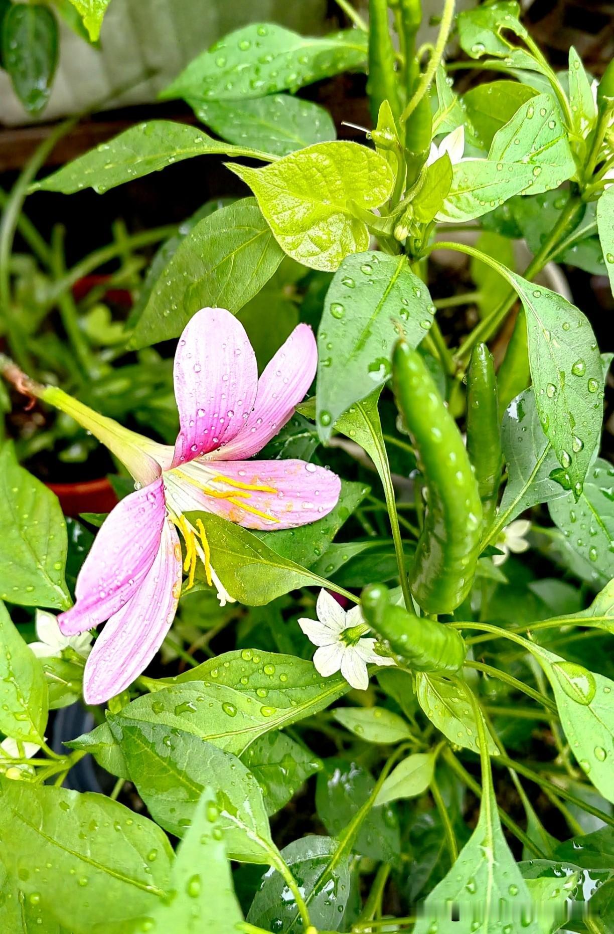 分享我用手机随手拍的风雨兰和辣椒花。
风雨兰着实美极了，宛如坚强的小仙子。每一场