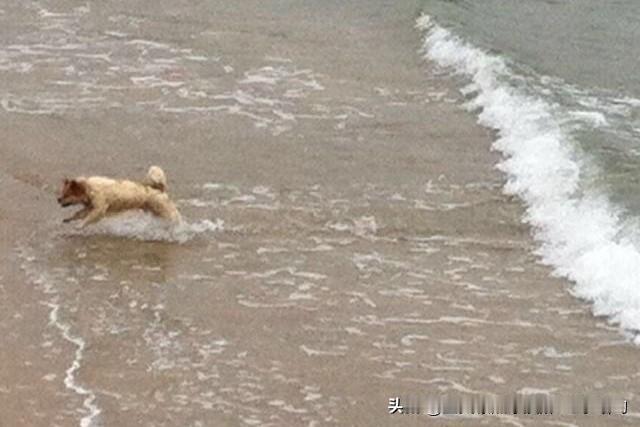 这画面太可爱了！狗狗是人类超忠诚的朋友，很多铲屎官度假都会带上它们。有铲屎官带从