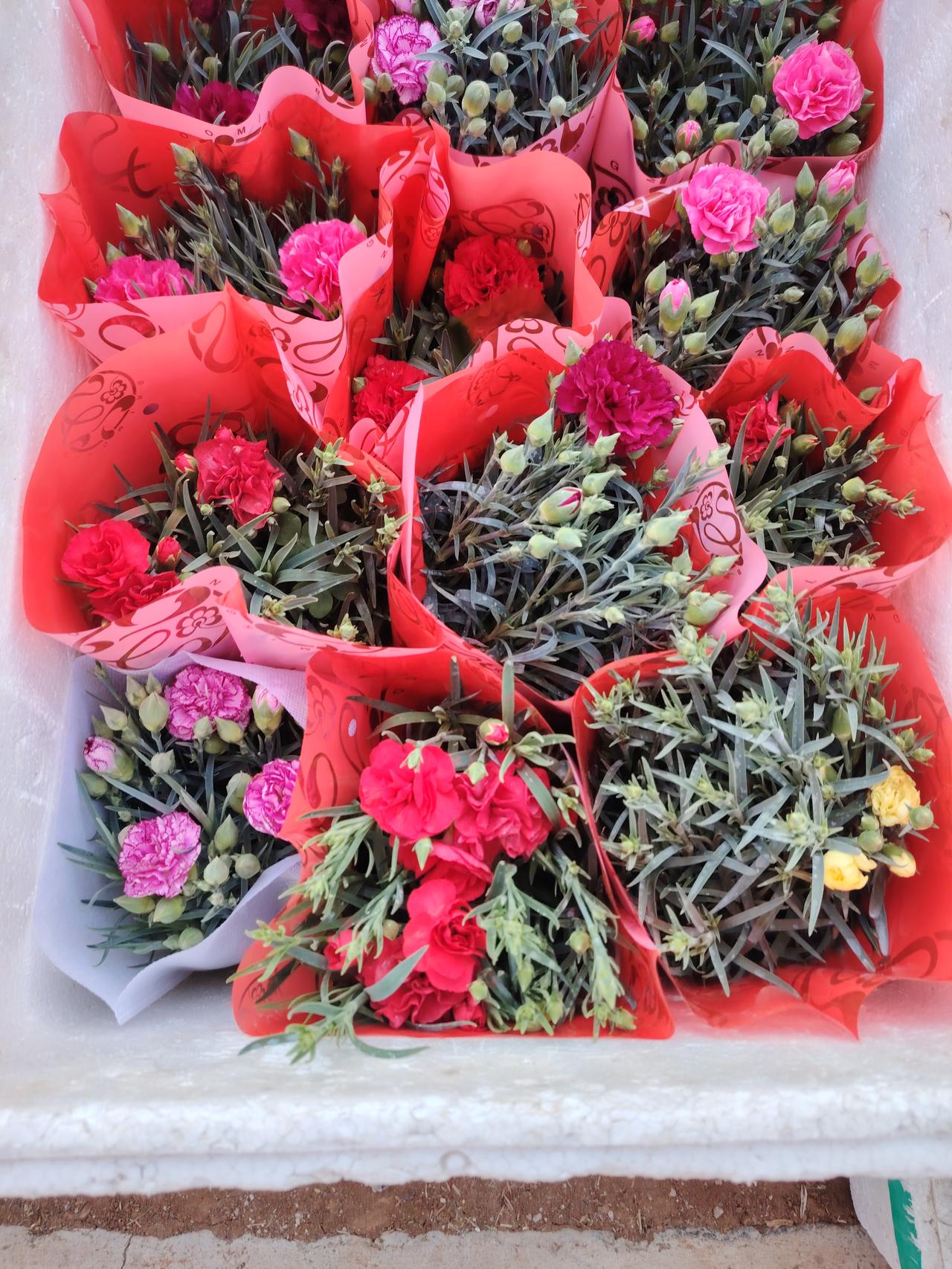 春天到了，万物复苏，美丽的花儿开了，争相斗艳，各显其美。