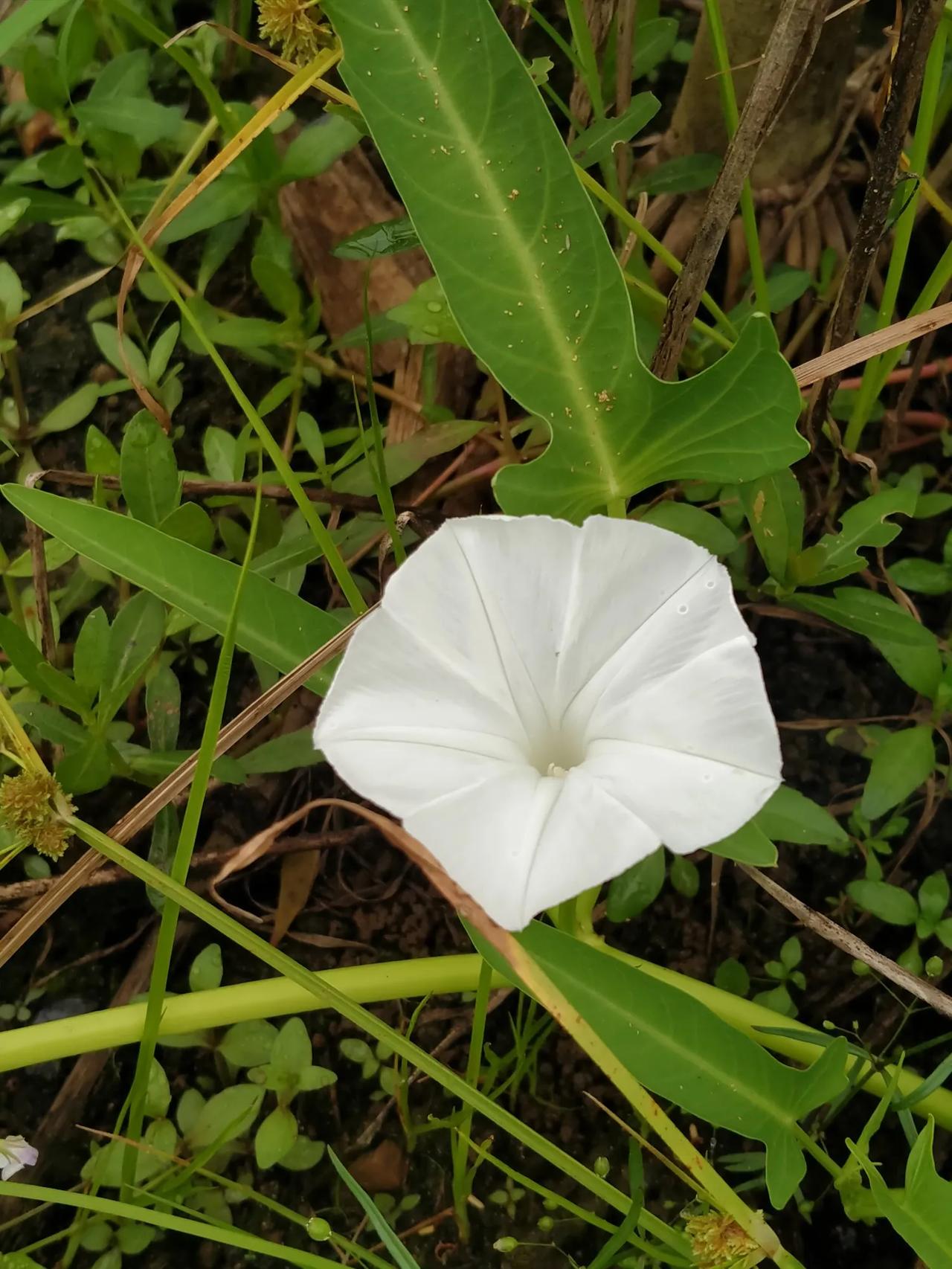 #月满中秋诗歌会#《秋晨漫步》
 
晴秋上午漫闲行，
不必强求心乐情。
落叶随风