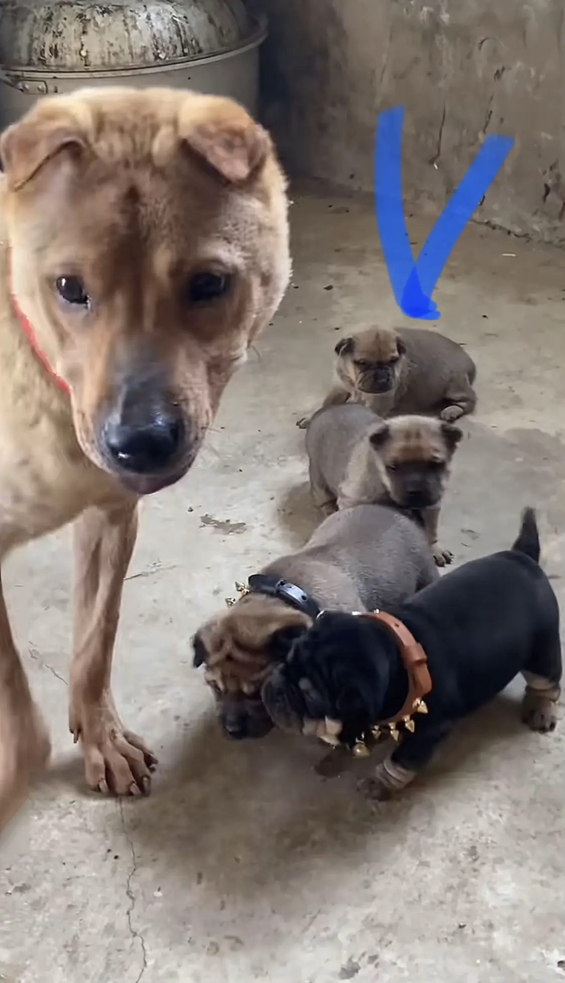 从小至半大狗的蜕变再也不是当时的小女孩了。