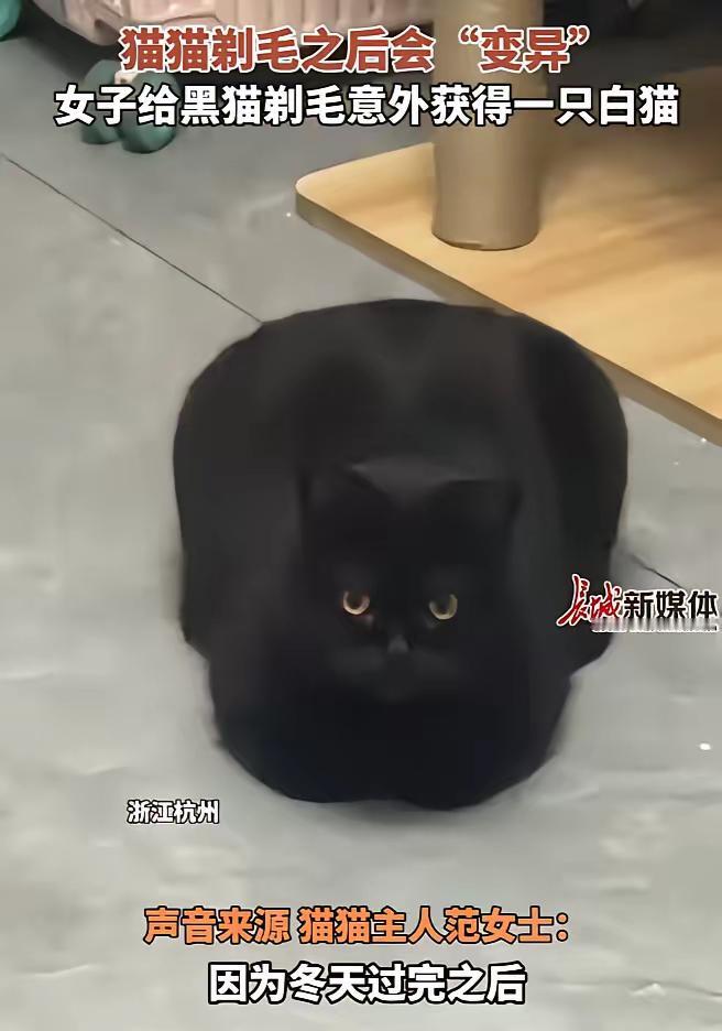 近日浙江杭州，女子嫌家里黑猫掉毛太严重，就把黑猫身上的毛给剃了，没想到的是，剃完