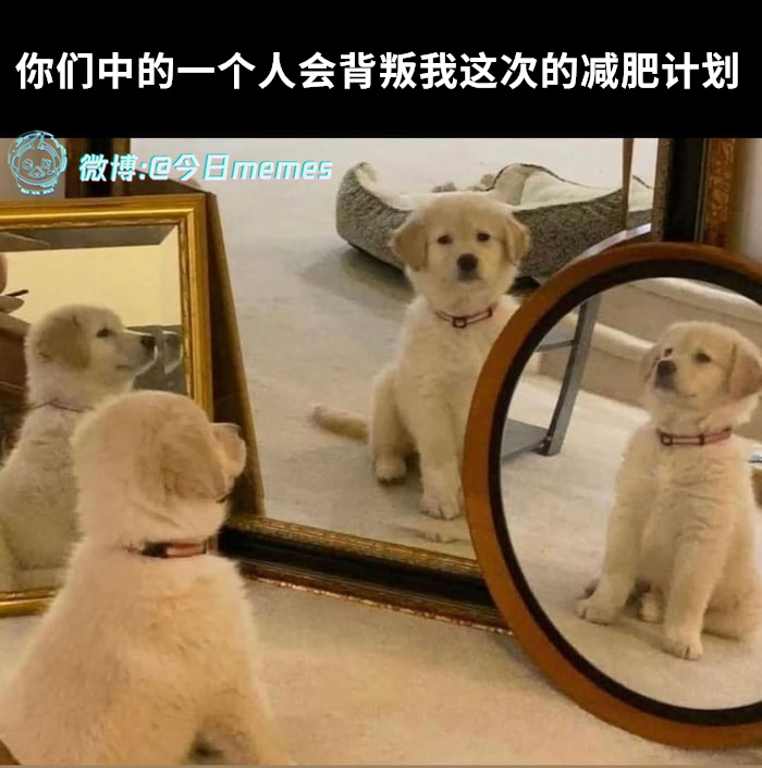 谁！今日meme[超话]今日memes ​​​