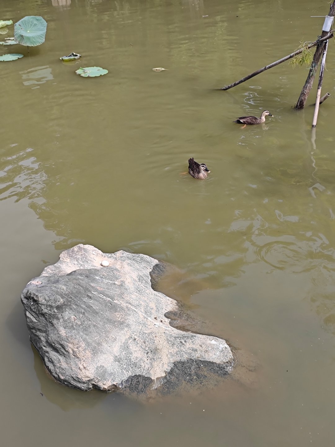今天和小小龙来湖边玩，发现湖中的石头上有一颗鸭蛋，旁边有两只鸭子在游玩…… ​​