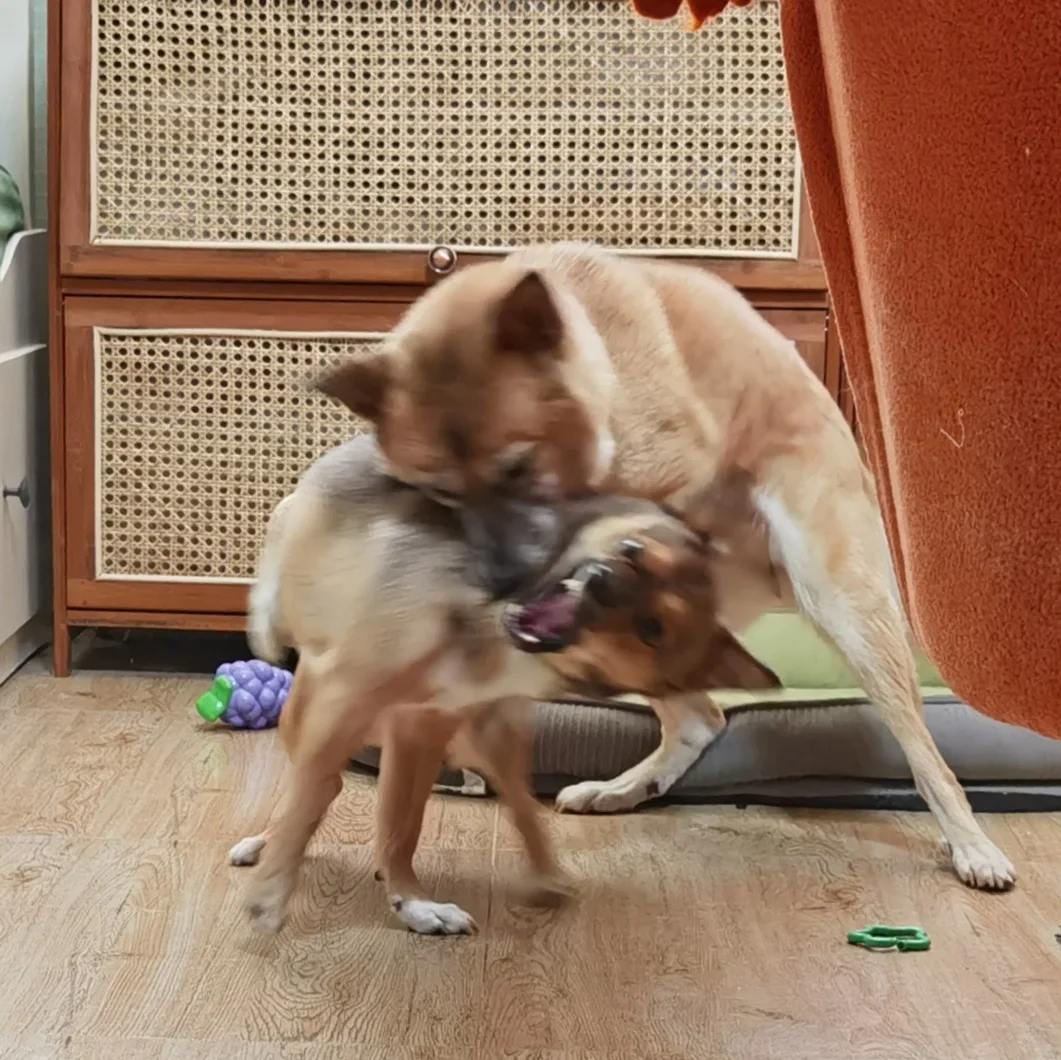 叼着零食溜达被嫉妒的姐姐暴揍