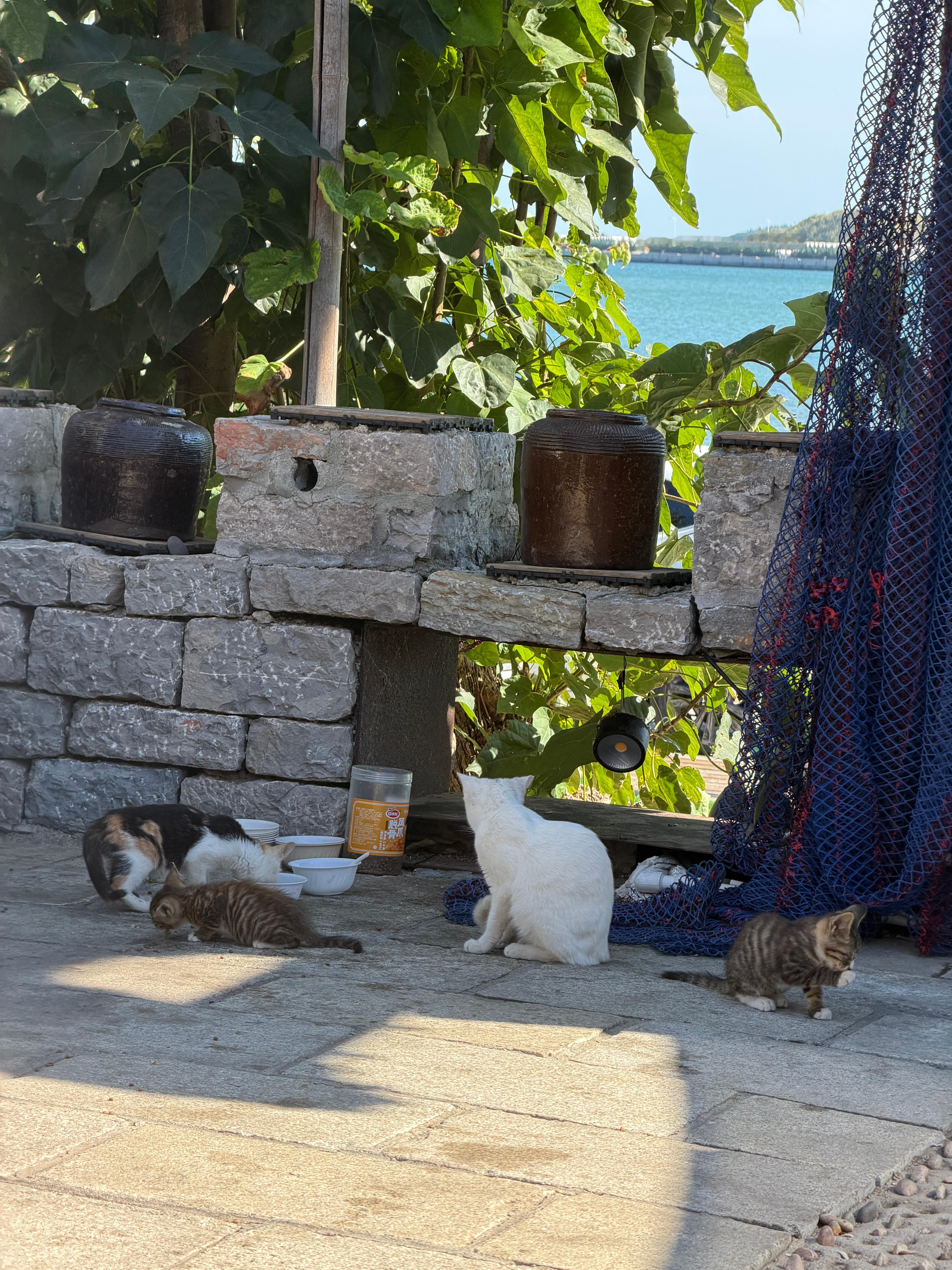 住在渔村的猫猫一家人[doge]  ​​​