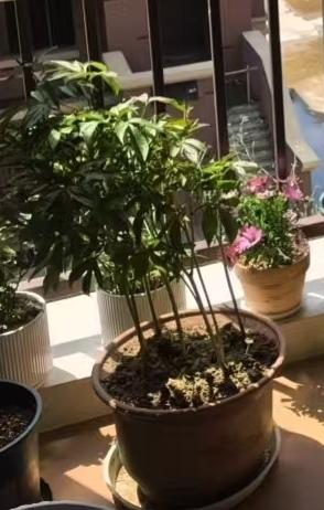 夺人所爱
清明跟老公回河南老家上坟。

老家只有大哥和三哥没有外出打工。为了不麻