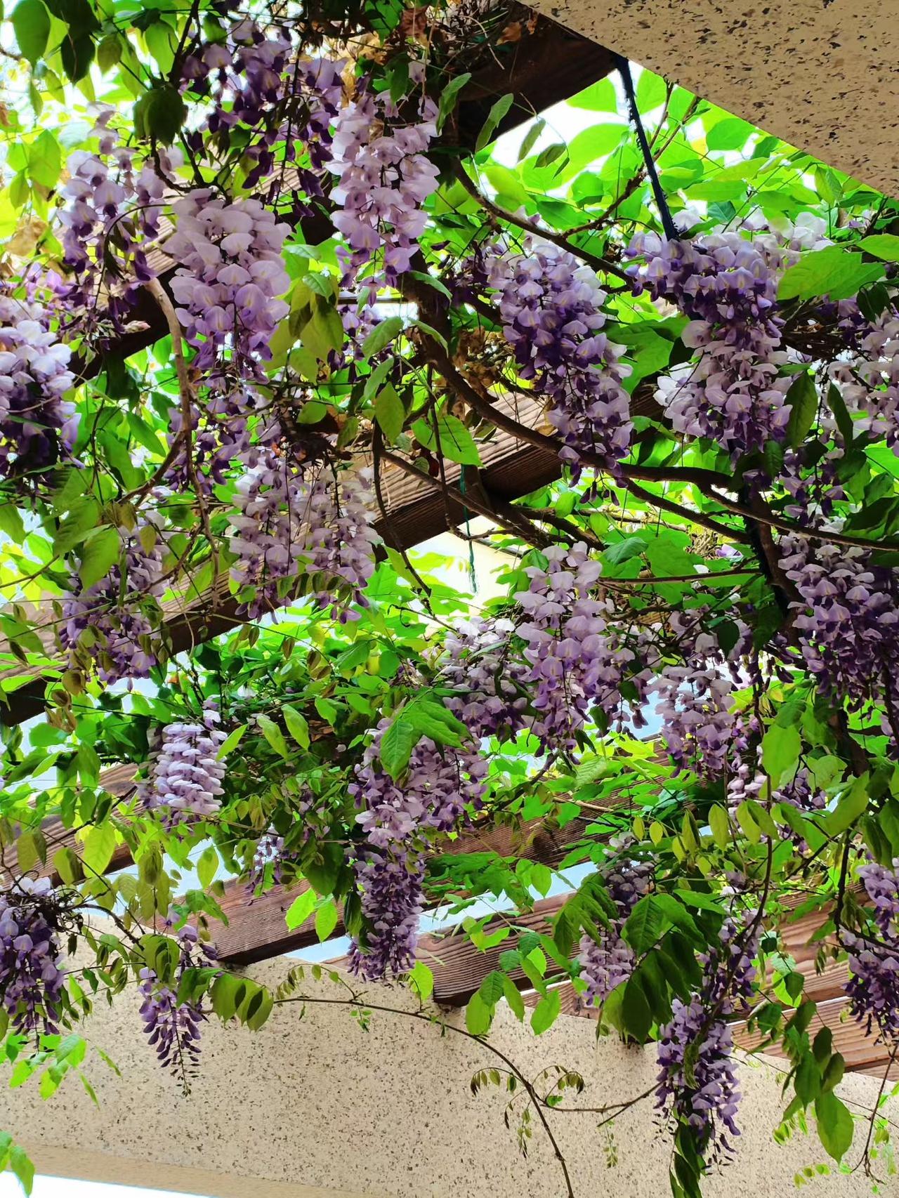 中国农村里，常挂两幅字。一幅是“难得糊涂”，另一幅是“吃亏是福”。

以前觉得，