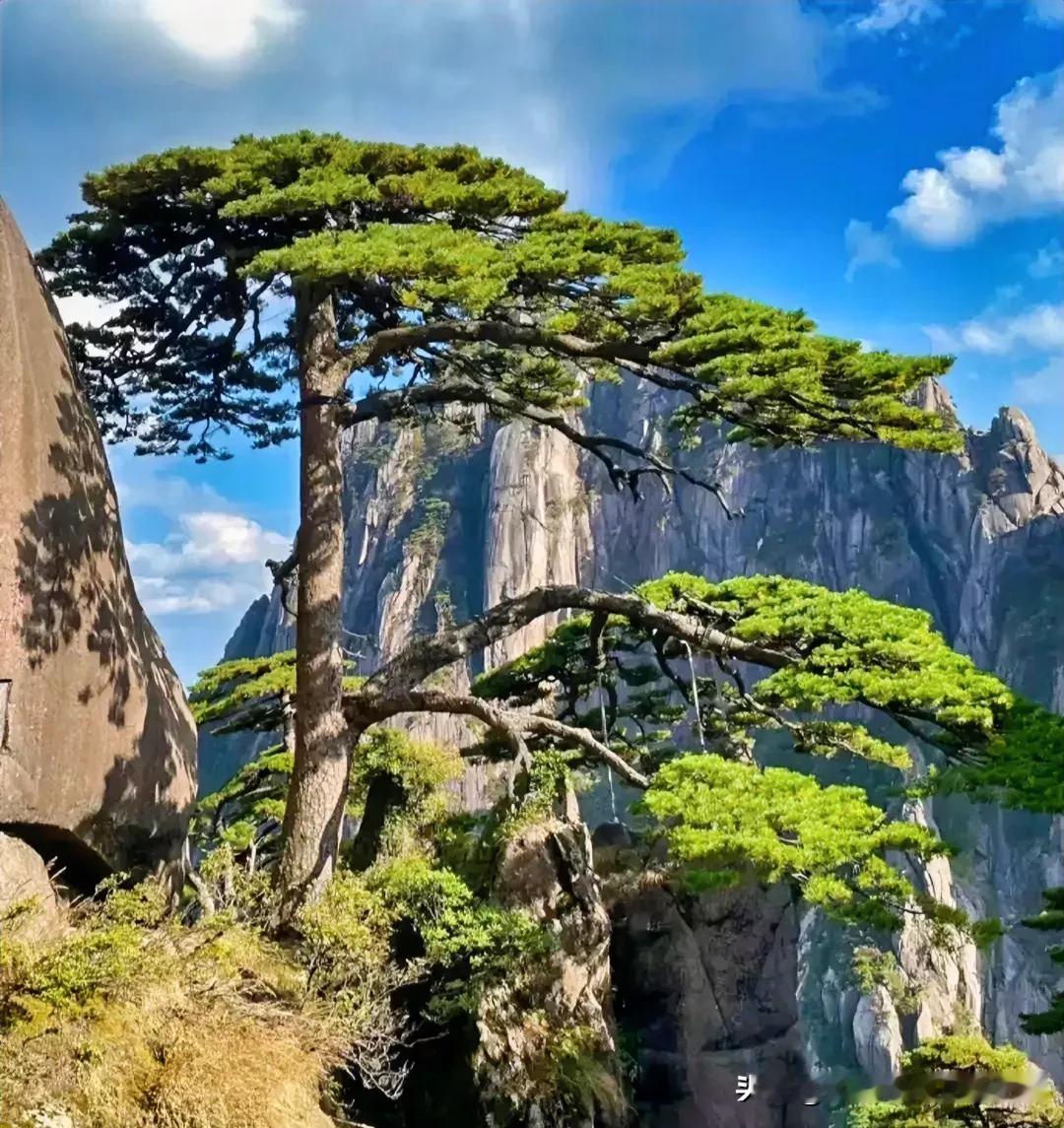 我大哥是做绿化修剪

我问他：“是把黄山迎客松剪坏了后果严重还是把武夷山大红袍母