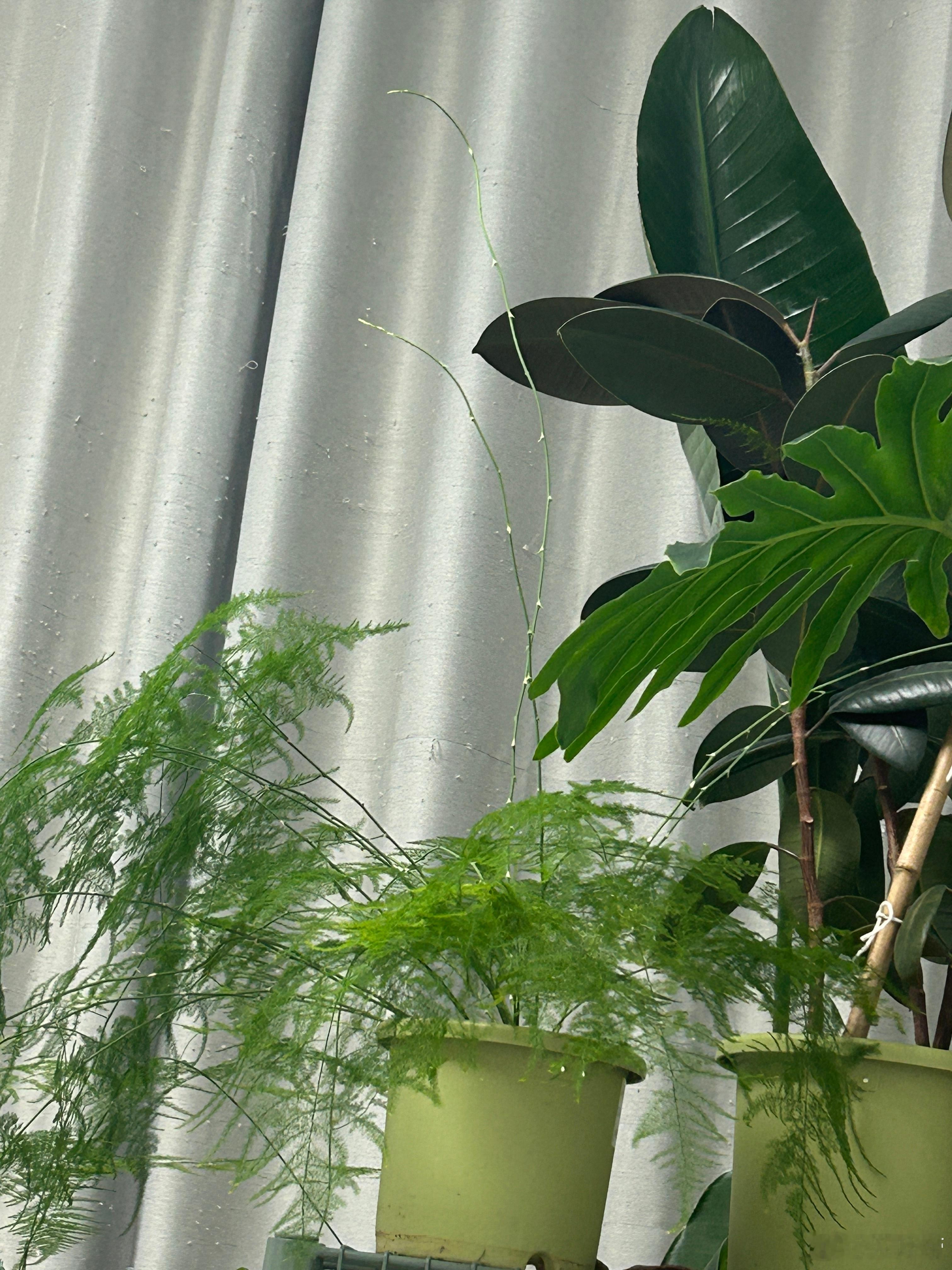 这个文竹长的够快的 