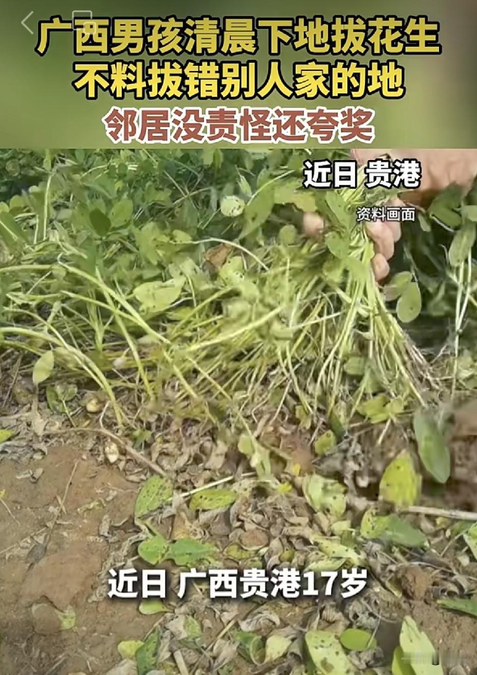 起了个大早，却闹了个乌龙！近日，贵港一名17岁男孩清晨5点被妈妈喊去地里拔花生。