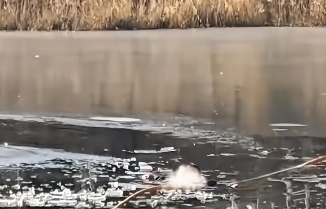 宁夏西爪不甜了，但她为宁夏添彩，谁说宁夏开不出玫瑰的？
12月6日下午3点，4岁