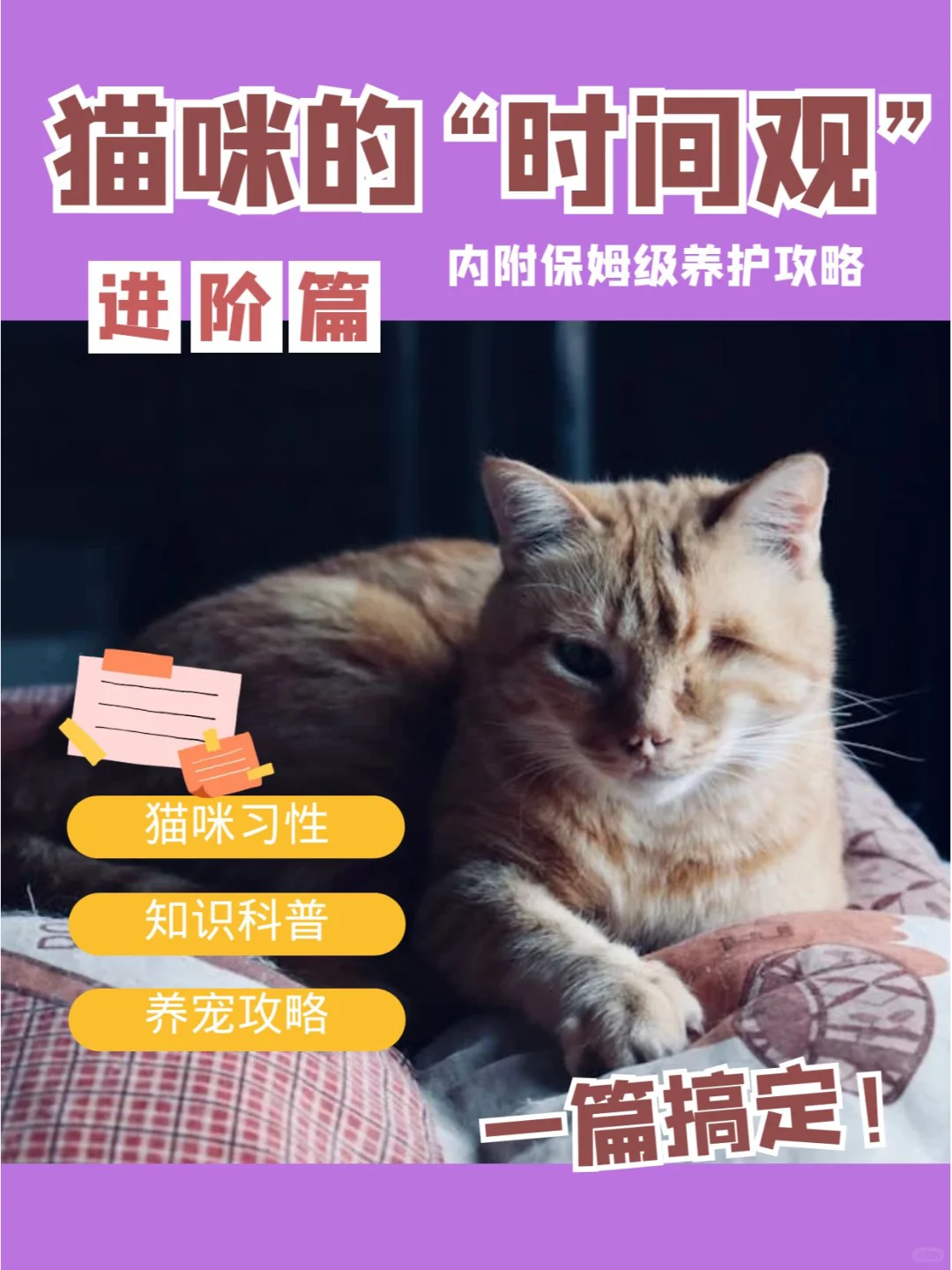 猫咪也有自己的“时间观”？