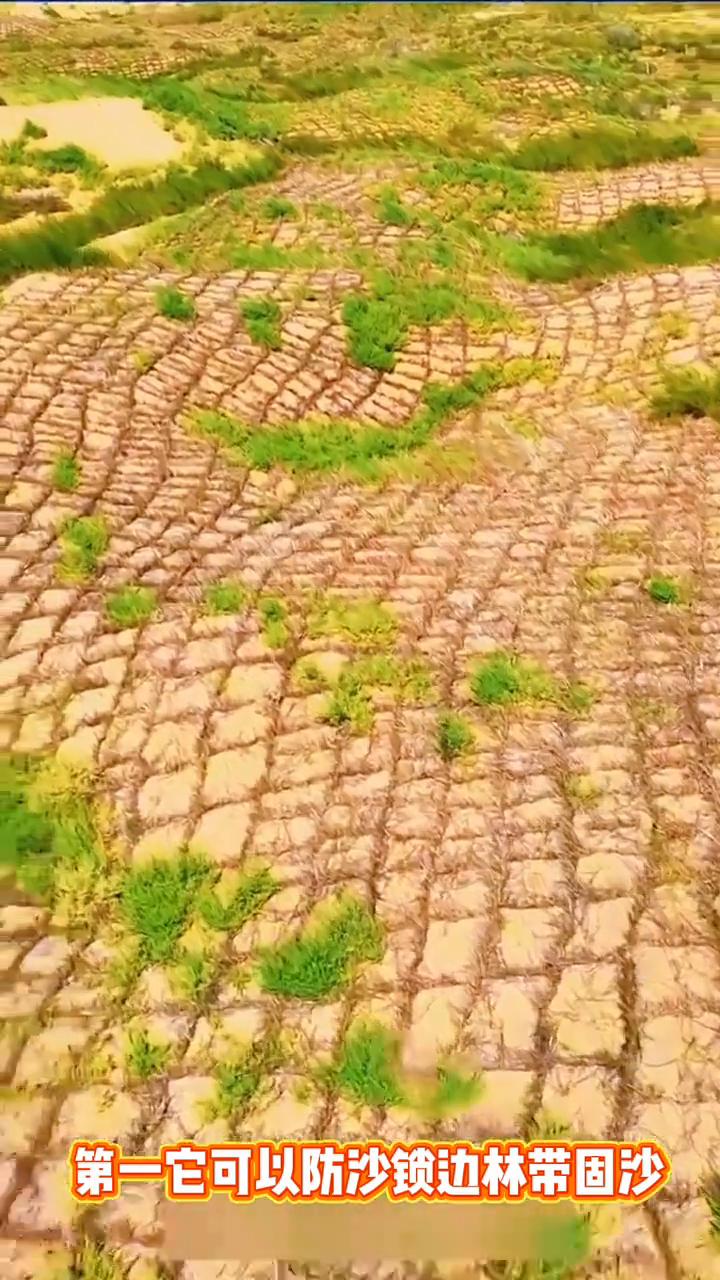 沙漠里种水稻，对的你没有听错。二十年前这里还是一片死寂的黄沙，风一吹连骆驼都迷路