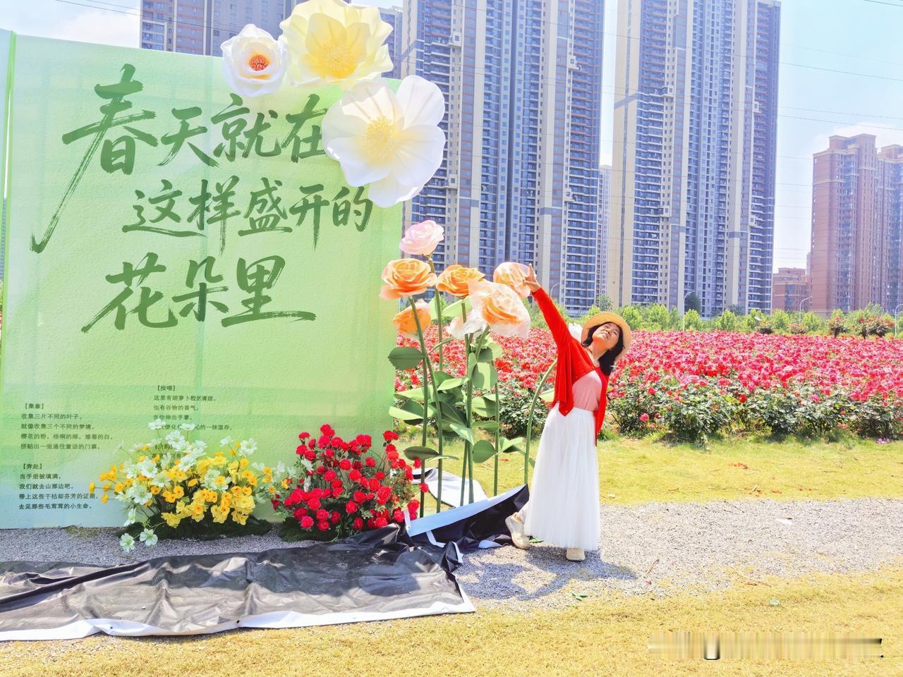 今天上午我和朋友去梧桐雨公园玩，主要是拍月季花。


梧桐雨公园里的月季花真是漂