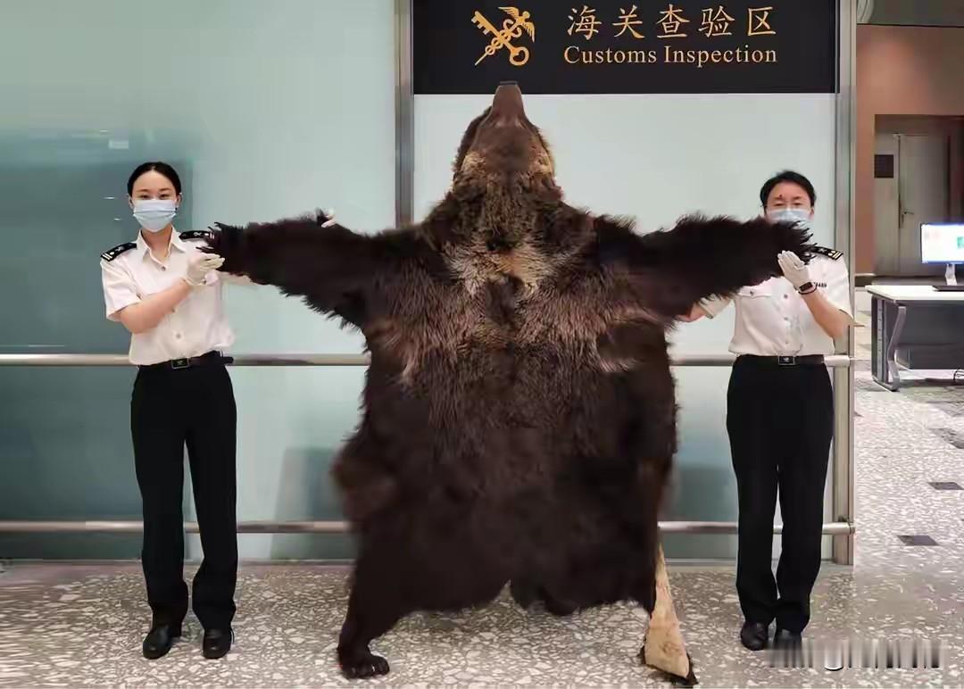 这张熊皮真是够大的了，这是被查获的，也不知道这些人是怎么想的，要这种皮做什么，感