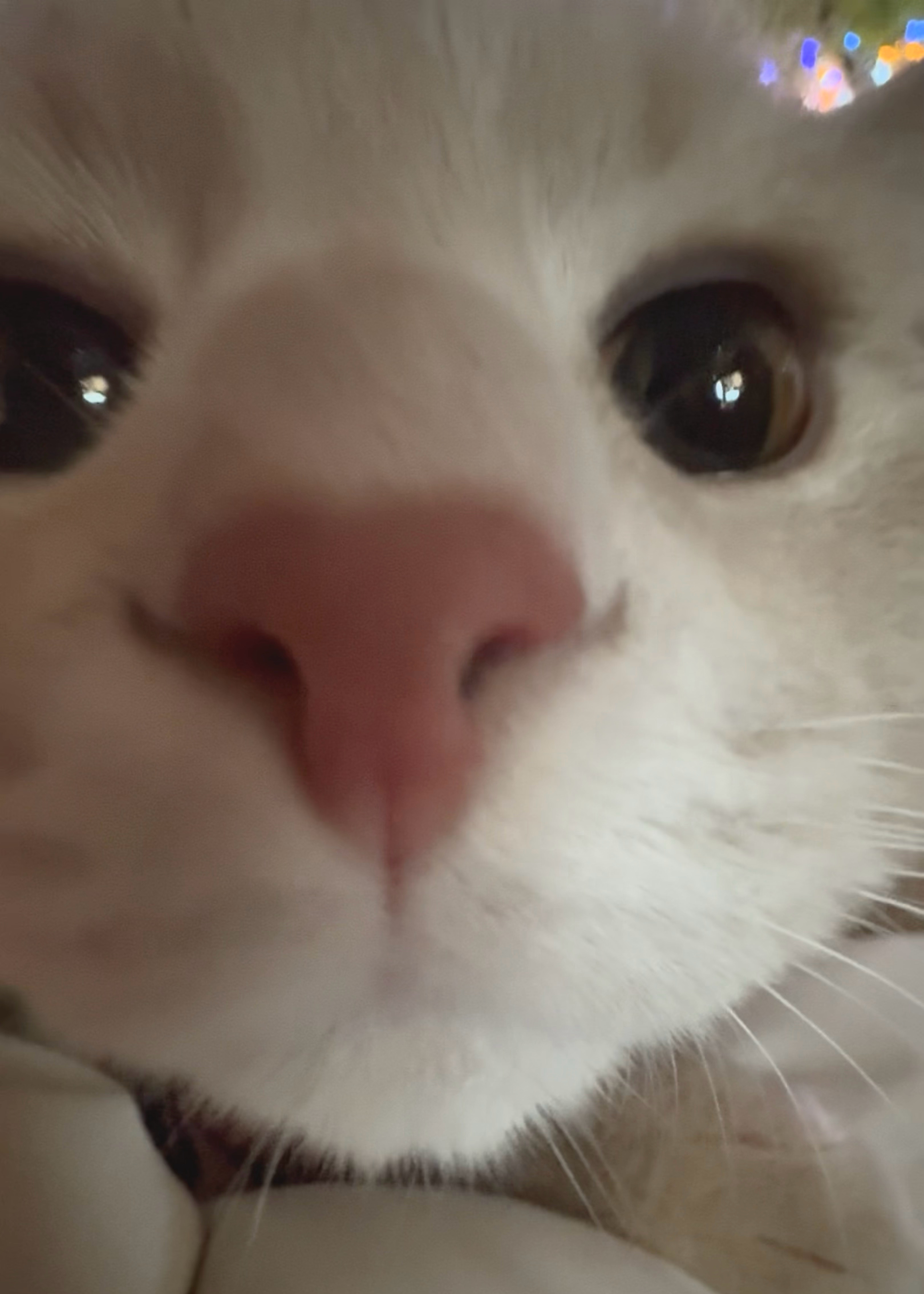 你们所有人点开实况好不好！ 