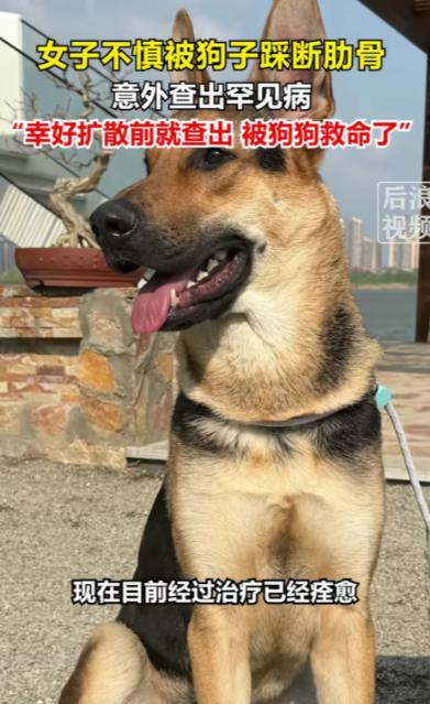 解释不清了！北京一只80斤的牧羊犬，突然跳主人身上，把她踩骨折了，谁料到医院一看
