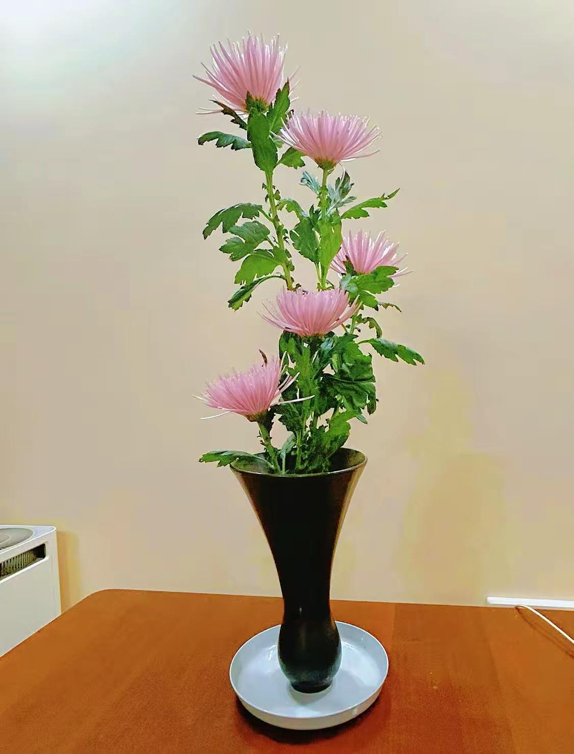 分享手机里的花花草草