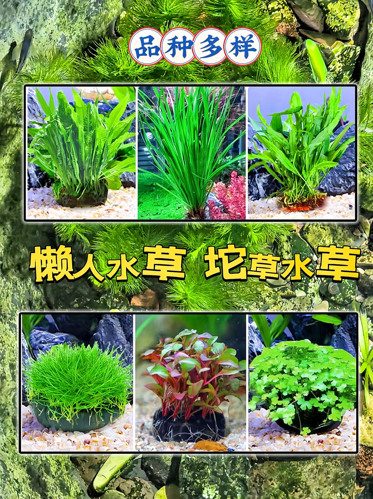 哥哥们，超便宜的水草来啦，新手随便养，打造你的专属鱼缸