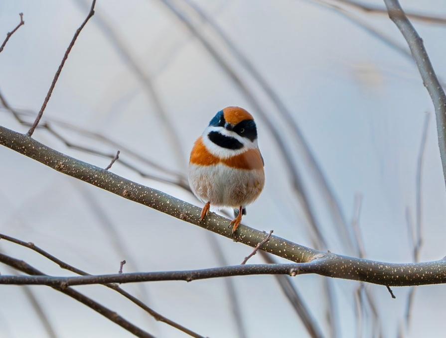 #鸟粉投稿# 可可爱爱的【红头长尾山雀】 ​​​