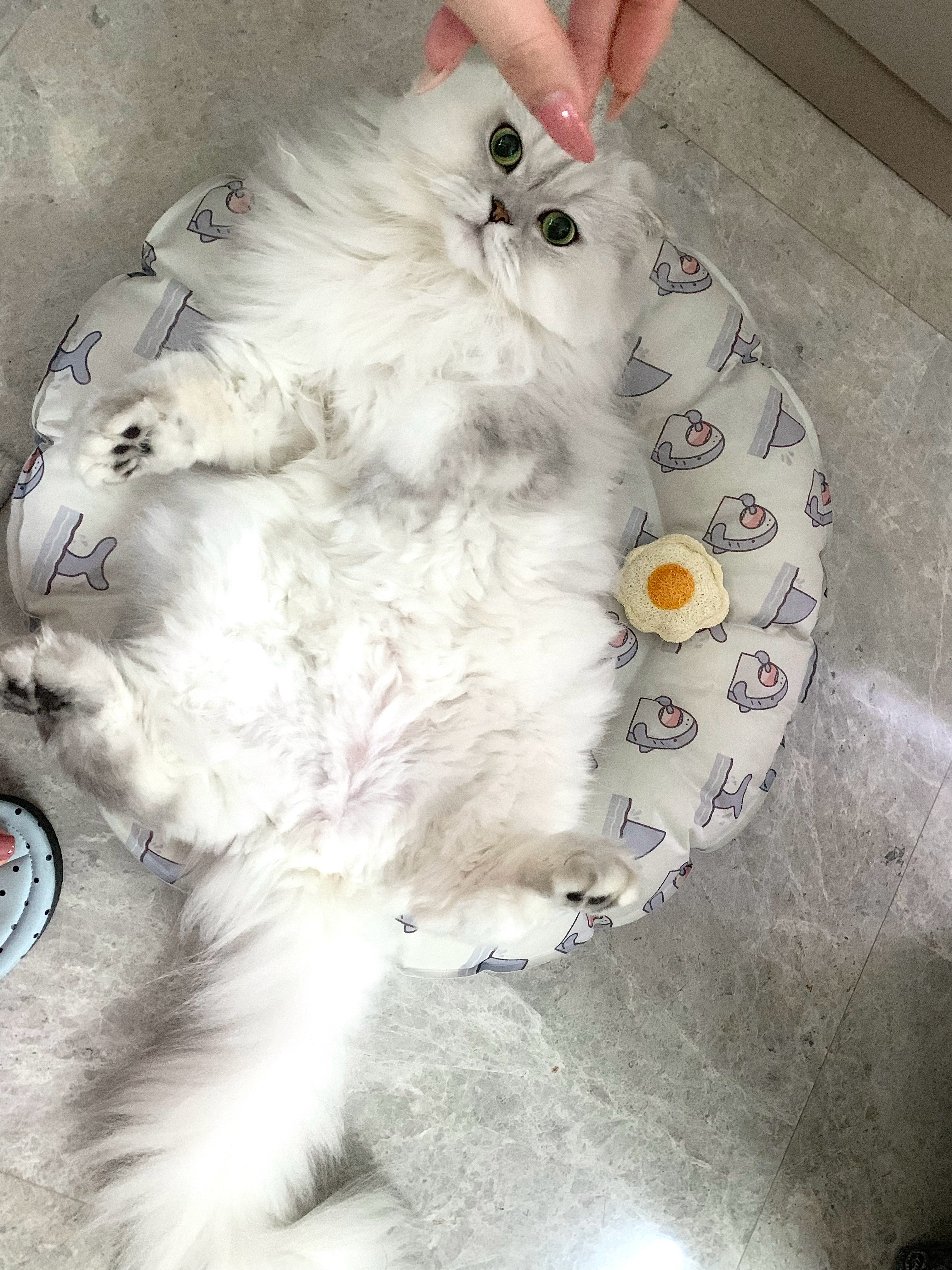 我真的不能自己养猫 尤其是它饿的时候 先是坐在走廊拐角等着 也不叫 你走过去 它