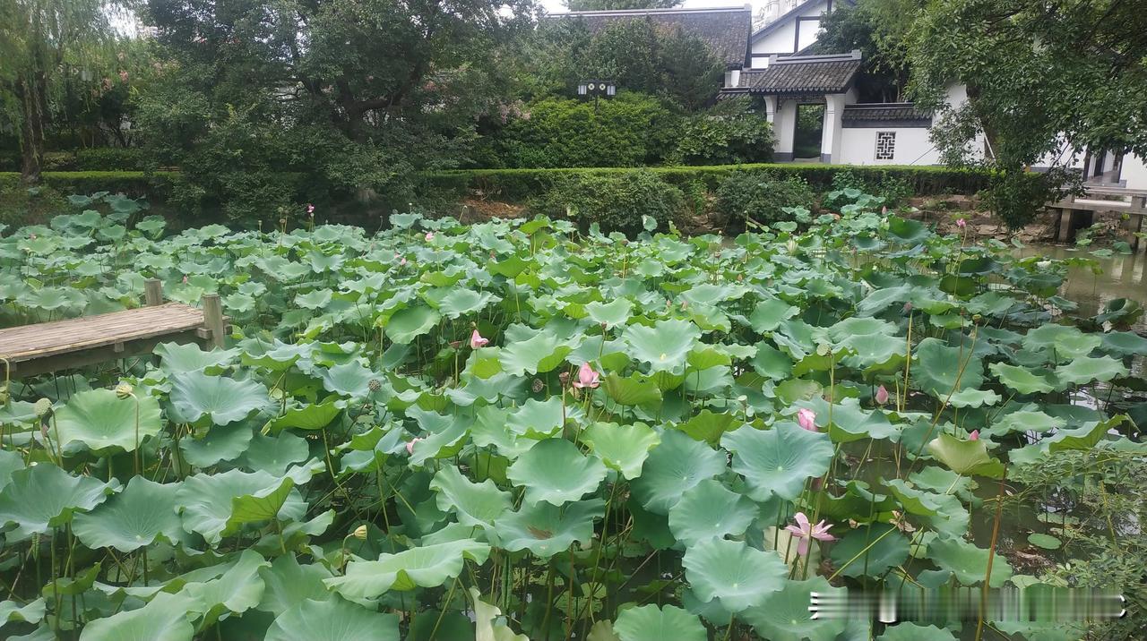 #夏季美好瞬间随手拍#