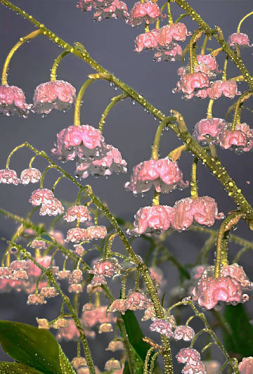 铃兰的花语是幸福归来